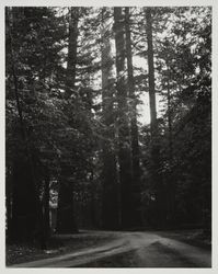 Armstrong Redwoods State Park