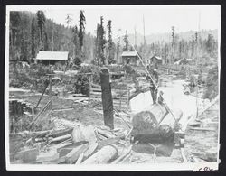 Looking north from the Fife Creek, (Guerne and Murphy) mill pond, Guerneville, California, 1875