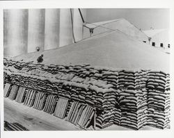 Paul Friedrichsen at the Poultry Producers of Central California feed mill on top of a pile of grain