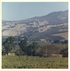 Vineyard near Asti, California, 1970