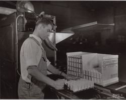 Processing eggs at the Poultry Producers of Central California plant at 323 East Washington Street, Petaluma, California, in the 1950s