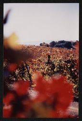 Unidentified vineyard likely near Geysers Road aflame with fall color, Sonoma County, California, 1988