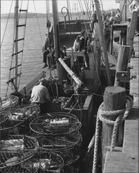 The Ames family sorting their catch on their fishing vessel, the Robert Croll, at Bodega Bay, California, 1958