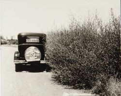 Western Sonoma-Marin Dairy Cattle Show advertisement on a car tire cover parked on a road near Sebastopol, California, 1920s