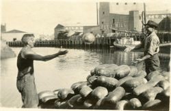 Men with a load of watermelons at the Petaluma Turning Basin adjacent to the McNear Feed Mill, Petaluma, California, 1916