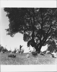 Veterans Day ceremonies at Cypress Hill Cemetery, Petaluma, California, 1949