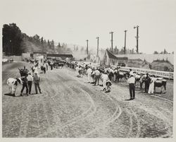 Exhibitors and their animals walk to the racetrack for the Million Dollar Livestock Parade at the Sonoma County Fair, Santa Rosa, California