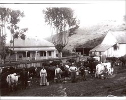 Martin-Dolcini Ranch in Chileno Valley, west of Petaluma, California, about 1890