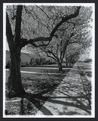 Trees in bloom along Sonoma Avenue in Montgomery Village area, Santa Rosa, California, 1957