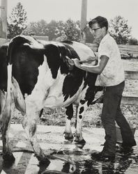 Harry Hansen washes a Holstein at the Sonoma County Fair, Santa Rosa, California, July 1958