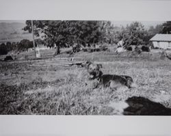 Farm dog on the Volkerts ranch and dairy, Two Rock, California, 1940s