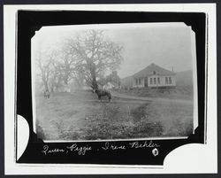 Behler residence and horses Queen and Peggie