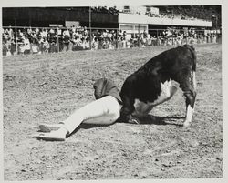 Bulldogging calves on Farmers' Day at the Sonoma County Fair, Santa Rosa, California