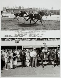 Photo finish and Winner's Circle for the Senior Citizens Purse at the Sonoma County Fair Racetrack, Santa Rosa, California