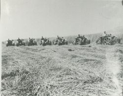 Line of tractors in hay field, Cotati, California, 1935