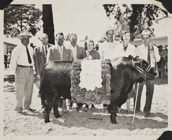 Grand Champion Black Angus bull at the Sonoma County Fair, Santa Rosa, California, about 1953