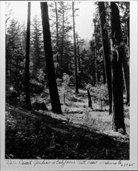 Near Dewell Gardens in California National Forest