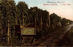 Beautiful California--a hop field