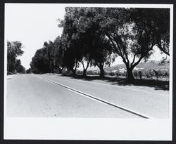 Olive trees along Old Redwood Highway south of Asti