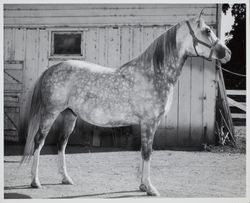 Horse portrait of "Indra" at the Sonoma County Fair Racetrack, Santa Rosa, California