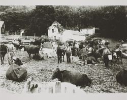 Cows in dairy paddock