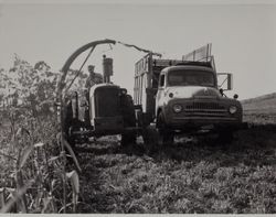 Harvest time on St. Anthony's Farm #4, 11207 Valley Ford Road, Petaluma, California