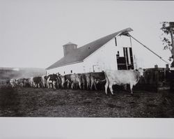 Dairy cows at a feeding trough on the Volkerts ranch and dairy, Two Rock, California, 1940s