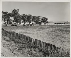 Dairy farm in Sonoma County