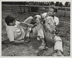 Team calf roping scramble on Farmers' Day at the Sonoma County Fair, Santa Rosa, California, July 19, 1964