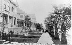 Palm trees on Fourth Street, Santa Rosa, California