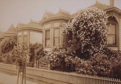 House in Healdsburg with large rosebush, south side of North Street between Fitch and East Streets