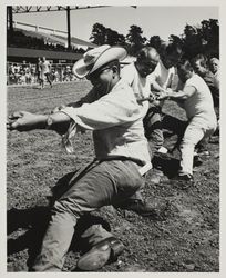 Grandstand tug of war at the Sonoma County Fair, Santa Rosa, California, July 19, 1964