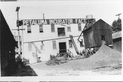 Petaluma Incubator Company