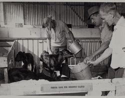 Tender care for newborn calves at St. Anthony's Farm, Valley Ford Road, Petaluma, California