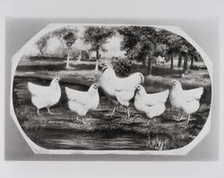 Wyandotte chickens