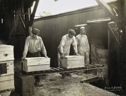 Poultry Producers of Central California employees loading crates, Petaluma, California, about 1922