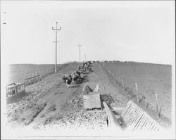 Cows coming home on the Riebli Ranch, Petaluma, California, July 5, 1955