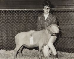 Jeanette Y. Swenson with her Grand Champion ewe, Petaluma, California, about 1960