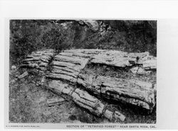 Section of Petrified Forest near Santa Rosa, California