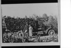 Hauling tan bark out of Skaggs Springs area