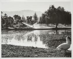 Lake at Sonoma State University