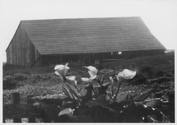 Livery stable for the former Black Point Hotel, Sea Ranch, California, 1984