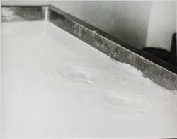 Uncovered vat of curd at the Petaluma Cooperative Creamery, about 1955