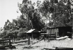 Outbuildings located at 196 Cinnabar Avenue, Petaluma, California, May 27, 1997