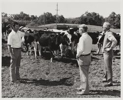 Tom Nunes with his Holstein, Dairy of the Year 1975 and fair officials at the Sonoma County Fair, Santa Rosa, California