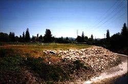 Looking east along north bank of Santa Rosa Creek