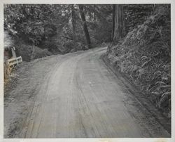 Logging road in a redwood forest, Sonoma County, California, February 7, 1953