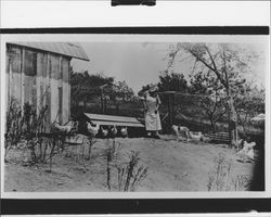 Chickens at the Schluckebier home, Petaluma, California, about 1925