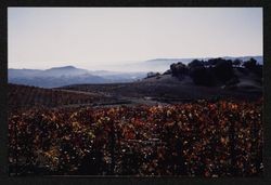 Unidentified vineyard likely near Geysers Road aflame with fall color, Sonoma County, California, 1988