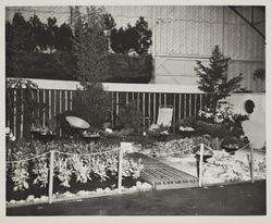 Joe Badger display at the Hall of Flowers at the Sonoma County Fair, Santa Rosa, California, 1957